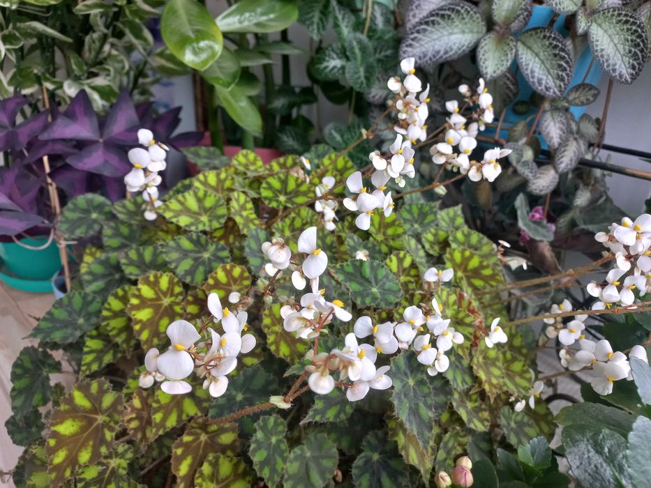 Бегония тигровая (комнатное растение)