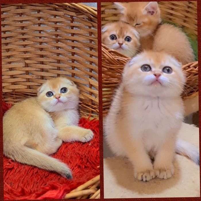 Классная малышка медвежонок