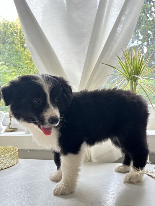 Border collie z rodowodem gotowe do odbioru
