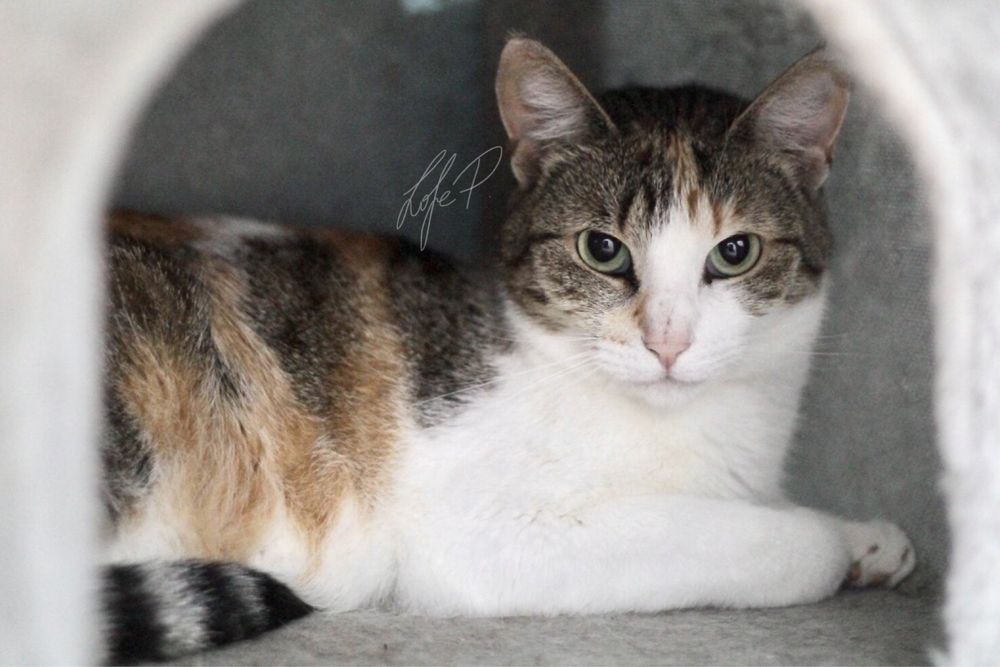 Przepiękna, kochana i młoda Taśka błaga o kochający dom!