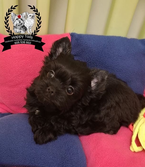 Piesek Black Yorkshire Terrier
