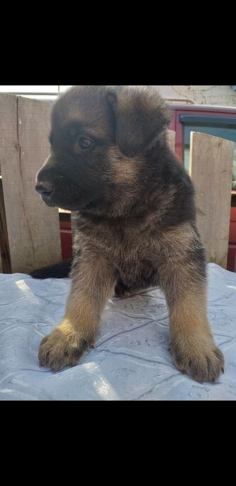 Цуценята породи німецька вівчарка.