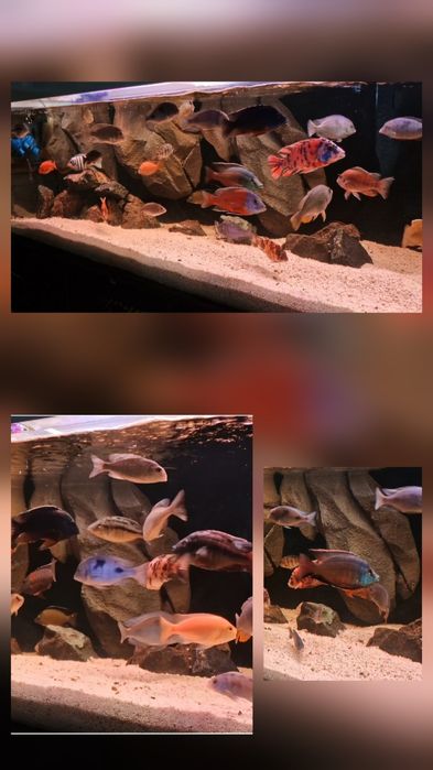 Malawi pyszczaki redukcja obsady