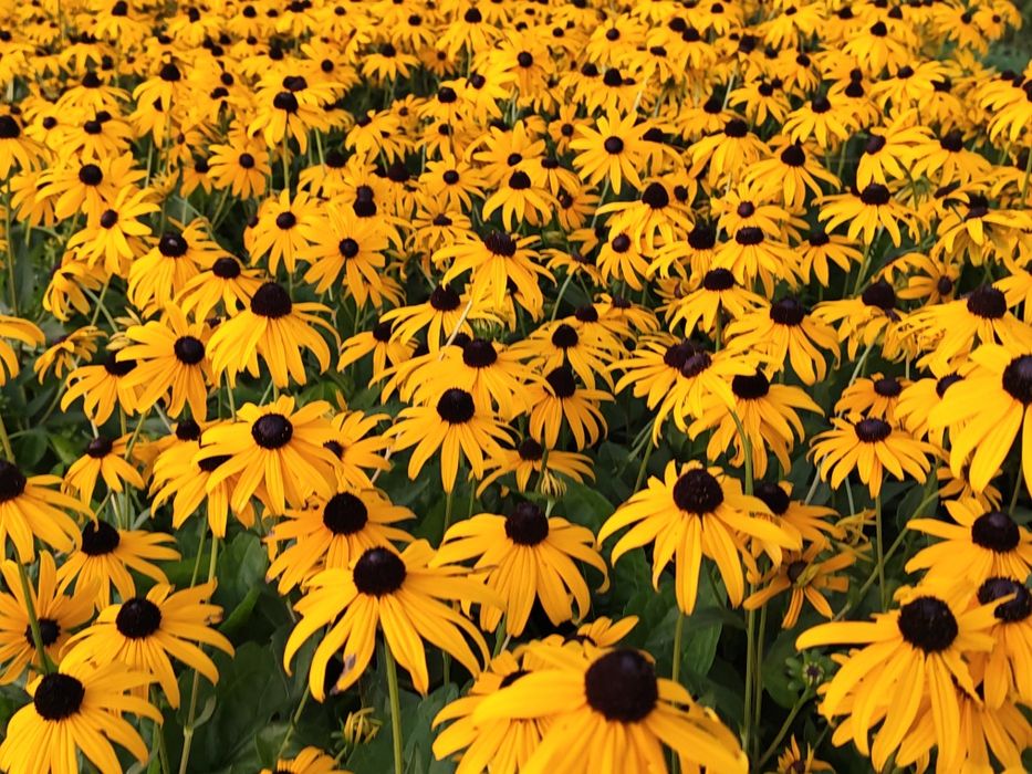 Rudbekia Błyskotliwa Yucon Gold