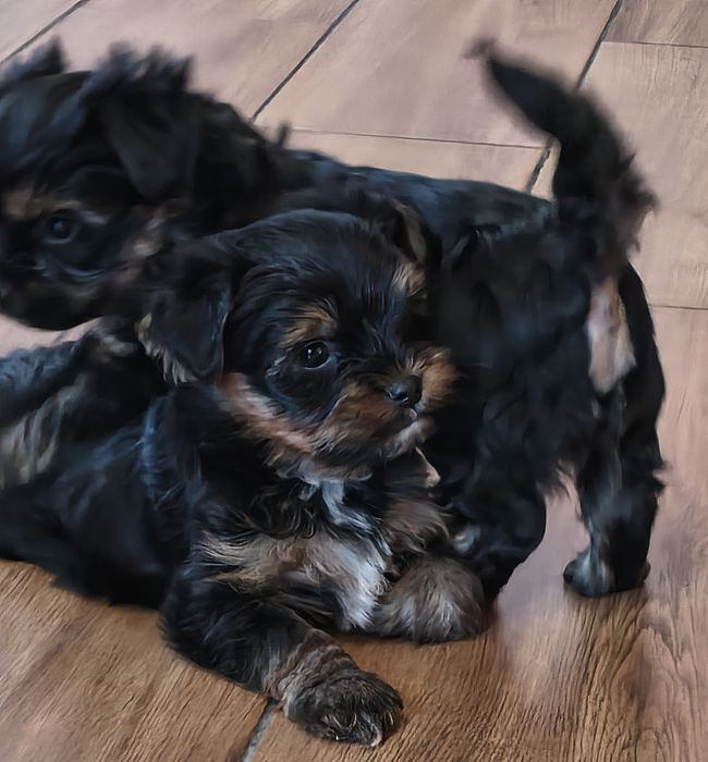 York Yorkshire terrier yorczek