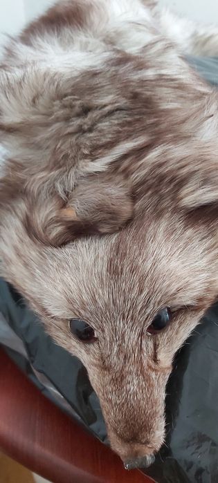 Kołnierz, szal-lisek