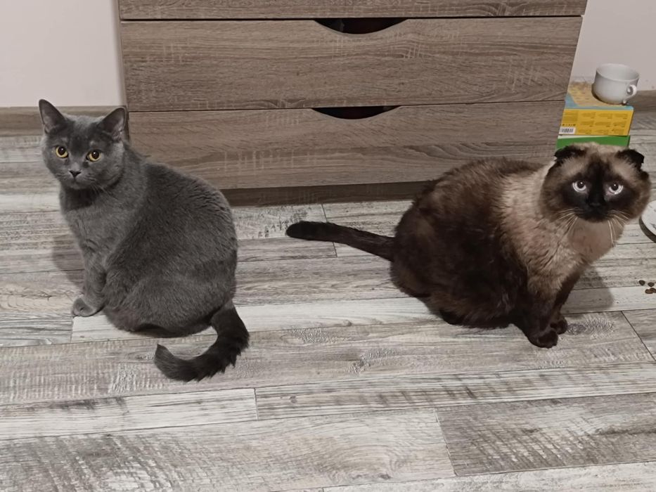 Кошенята, шотландці