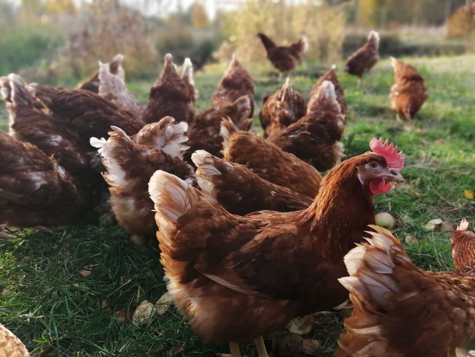 Kury Rossa z jajkiem