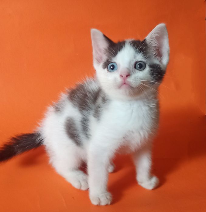 Мальчик с разными глазами