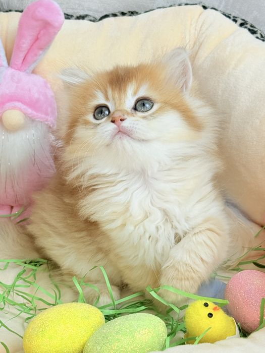 Золота шиншила 2 місяці