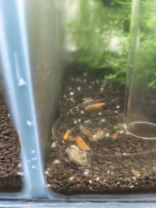 Neocaridina orange fire