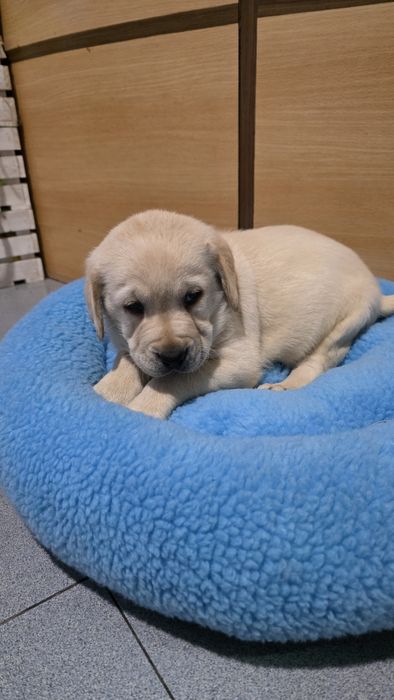Labrador Retriever fêmea