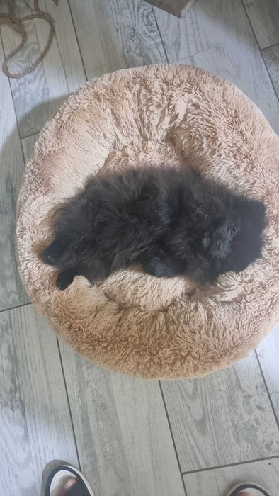 Зник померанській шпіц