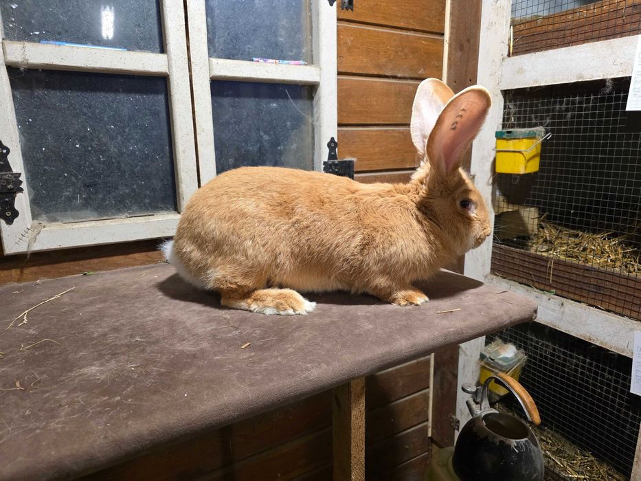 Olbrzym belgijski zolty