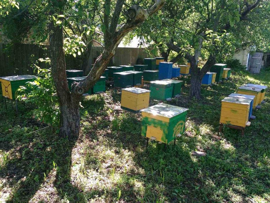 Укомплектовані вулики