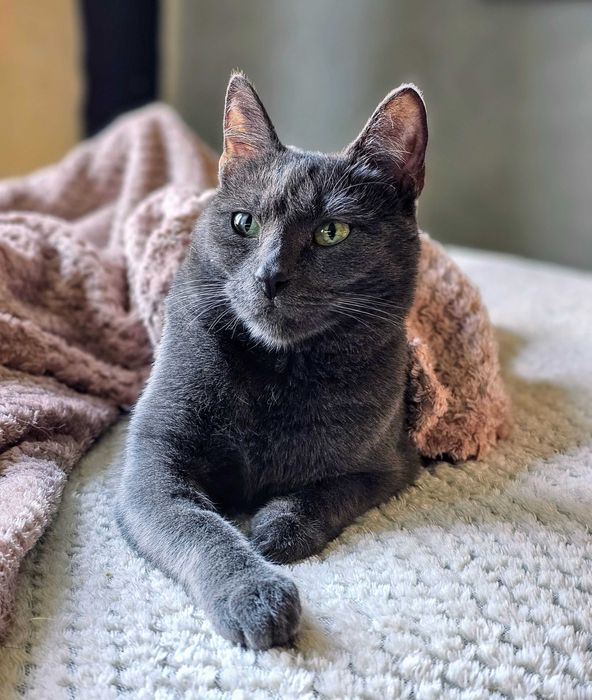 Do odpowiedzialnej adopcji cudowna kotka