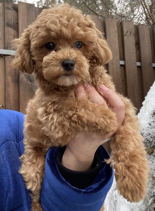 Мальтіпу  дівчинка міні