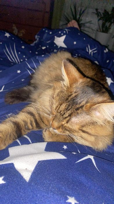 Котик безкоштовно
