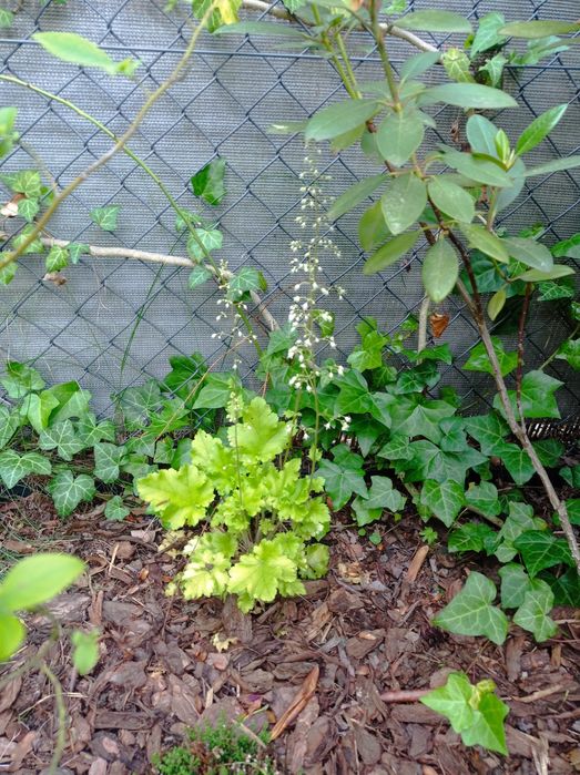 żurawki - sadzonki do ogródka lub na balkon