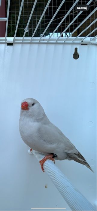 Zeberki Charcoal Samice CFW