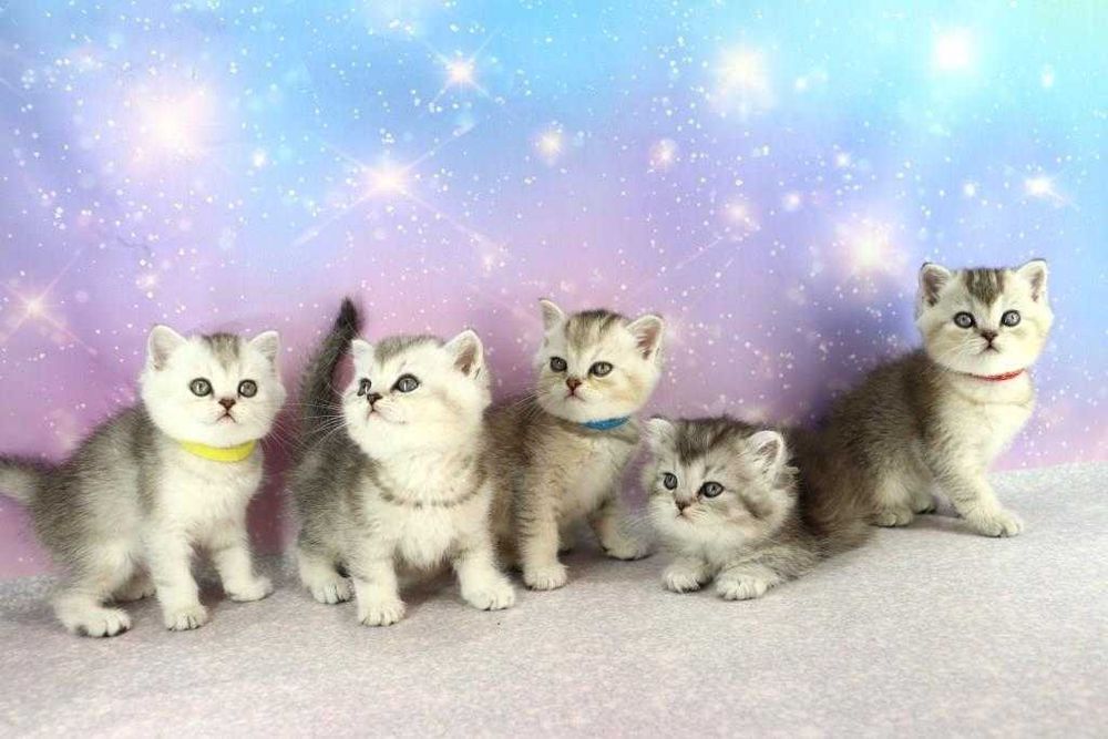 Красивые и ласковые, игривые и самые чудесные  котята