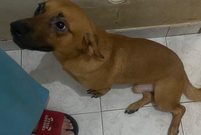 Cão para  adoção