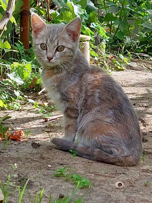 Котенок в добрые руки