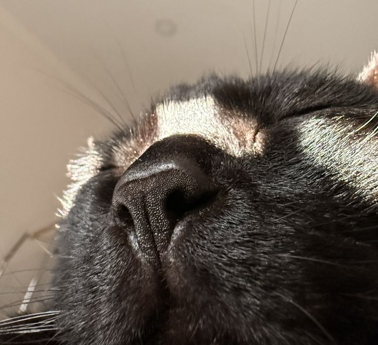Gata para adoção