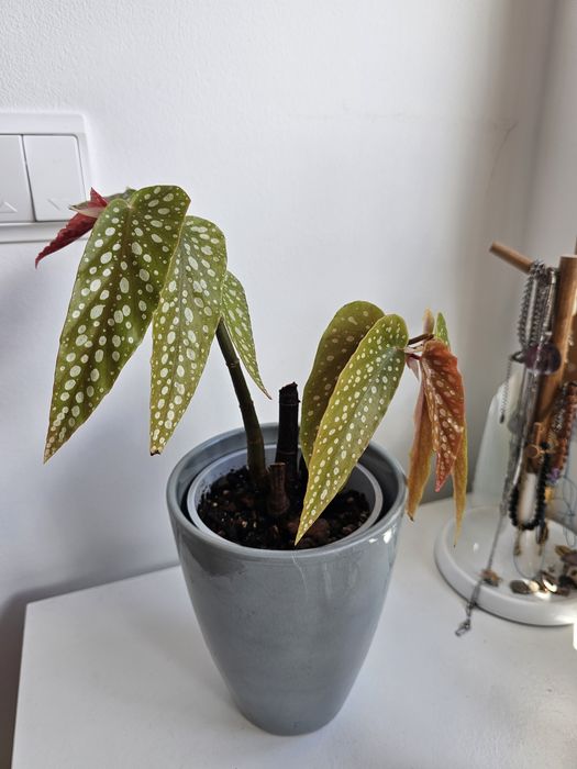Plantas para troca/venda
