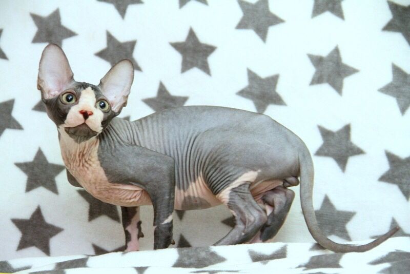 Красиві котики