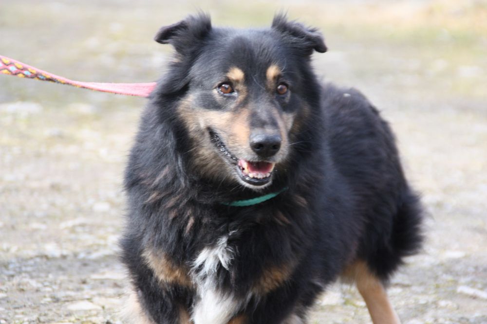 Pies Baster, oddam psa, adopcja