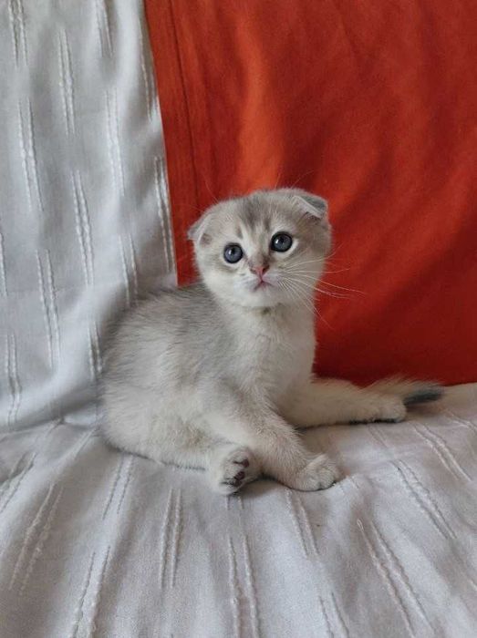 Шотландская золотая шиншилла (голубое золото)