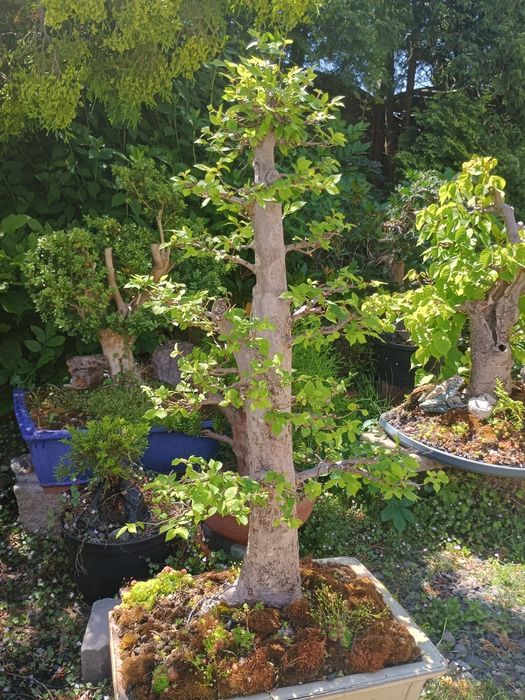 Drzewka Bonsai 1