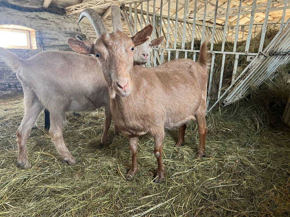 Козы  высокоудойные