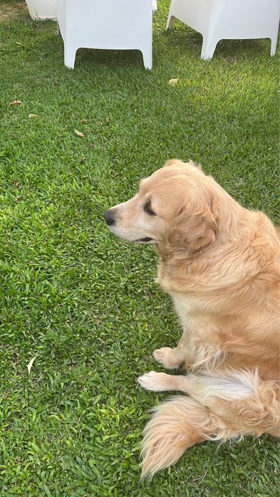 Cuido do seu animal em Braga- Hospedagem