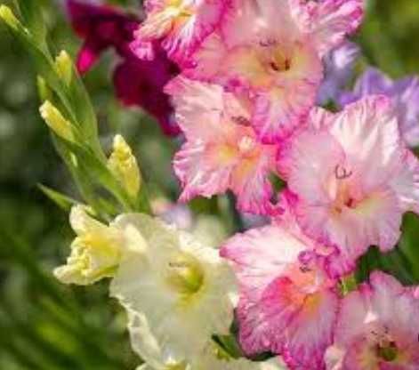 Гладіолуси на вибір колорові