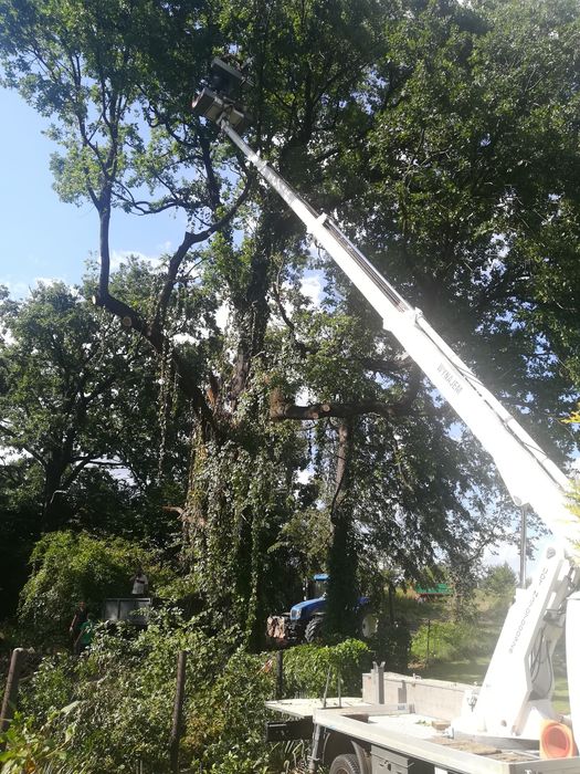 Wycinka drzew z podnośnika, przycinka/rębakowanie/frezowanie.UBEZPIECZ