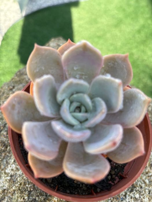 Suculentas  várias 1€