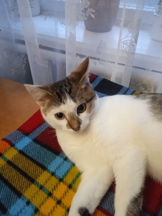 Шукаю родину для кошеня Кексика.7 міс