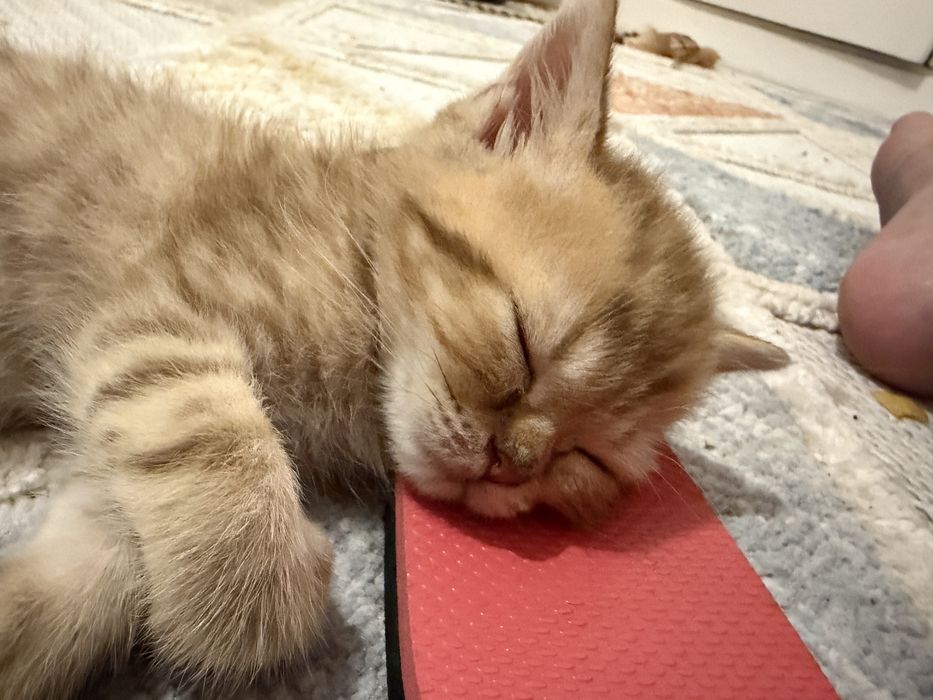 Gatinho British golden tabby
