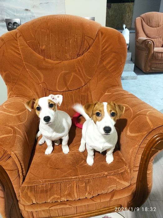 Цуценя Джек Рассел тер'єр