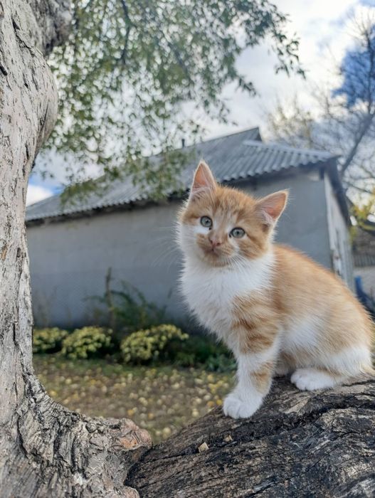 Кошенята для душі