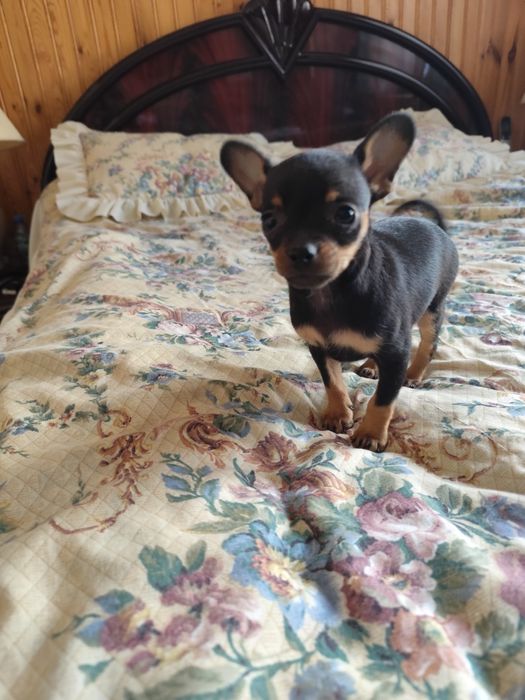 Piękny Mini Pinczer 2 miesięczny