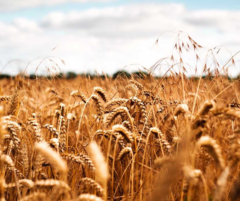 Fosforan amonu,  Polidap