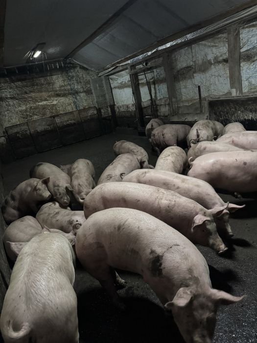 Продам свиней мʼясної породи