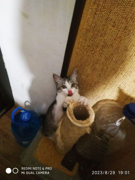 Котята ждут постодянный дом.