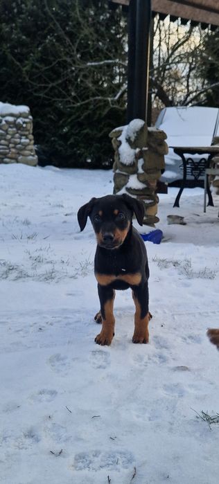 Добермани(МЕТИСИ)