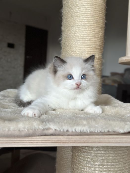 Kocurek ragdoll hodowlano wystawowy FPL