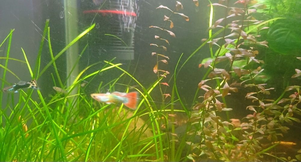 Guppy (alevins) e caracois