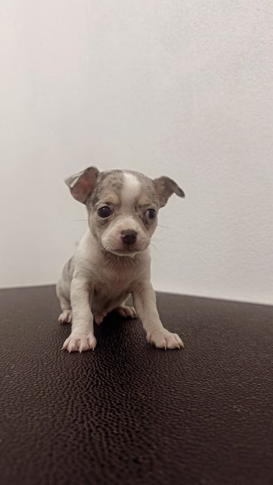 Chihuahua excelente exemplar